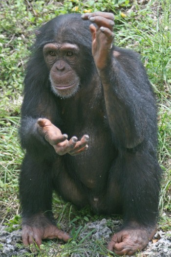 Chimp Clapping