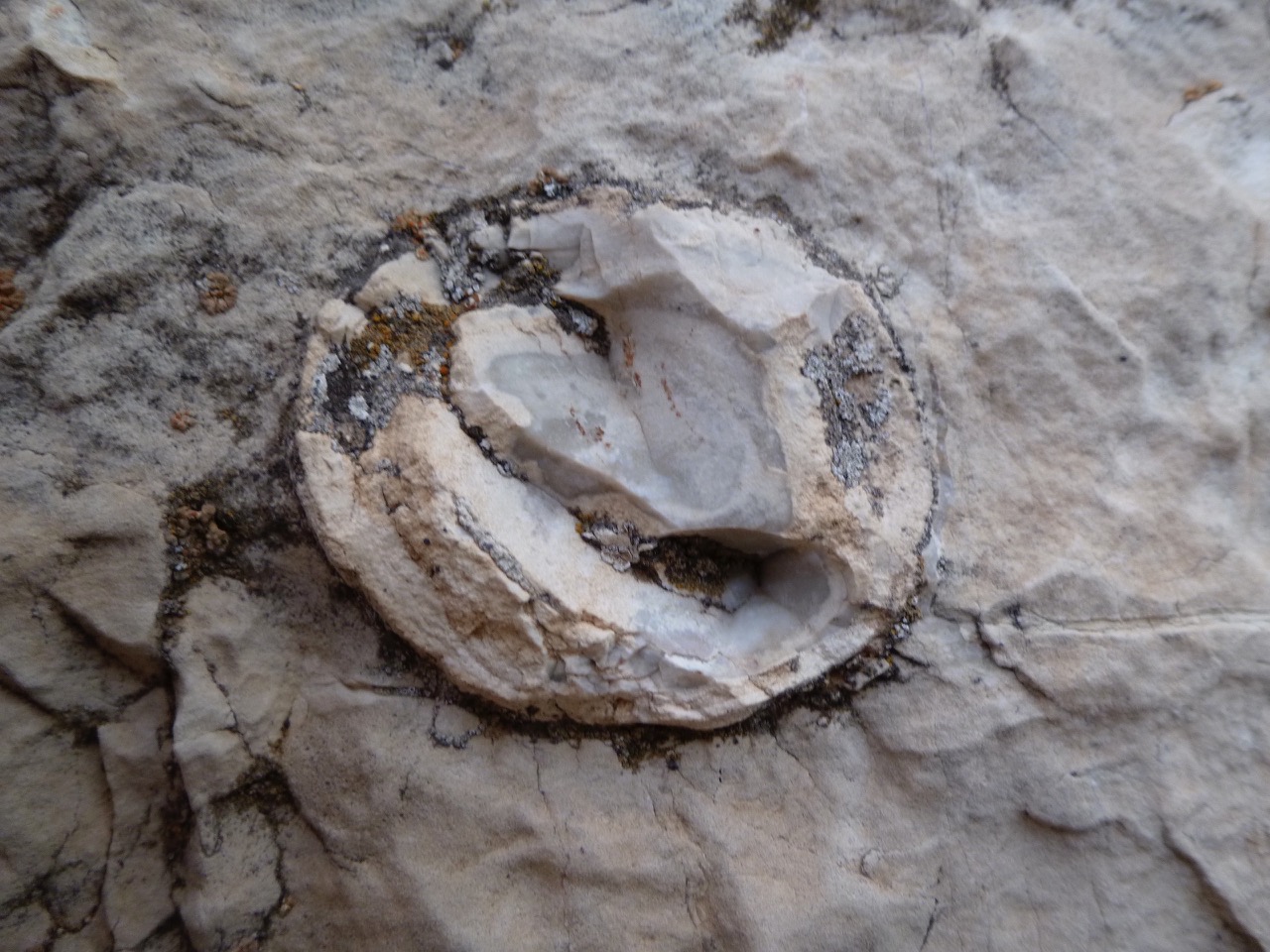An Orbicule in a Stone in the Jerusalem Wall